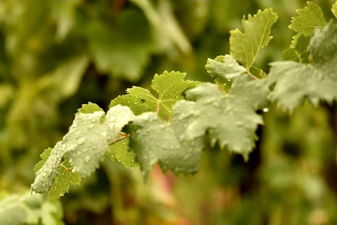 Tenuta Di Castellaro Winery & Resort Lipari